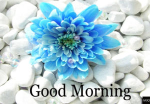 Good morning blue flowers images