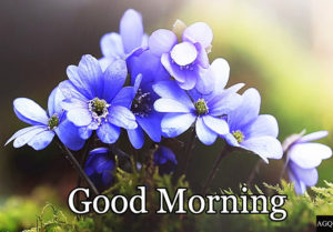 Good morning blue flowers picture