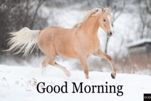 Good morning horse image