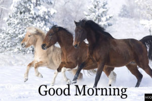 Good morning horse pic