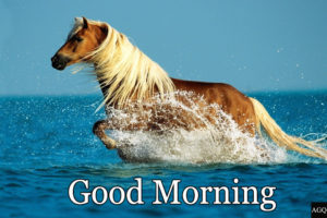 Good morning running horse images