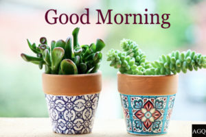 Good morning two plant images
