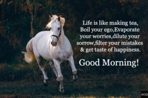 Good morning white horse images