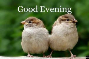 Good evening images with angry birds