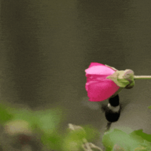 Good Morning Happy Friday Flowers Gifs