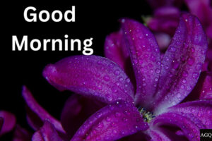 Purple good morning images