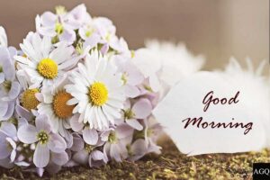 free Good morning daisy images