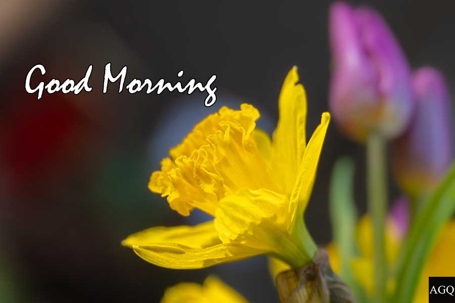 3Beautiful Good Morning Daffodils Images