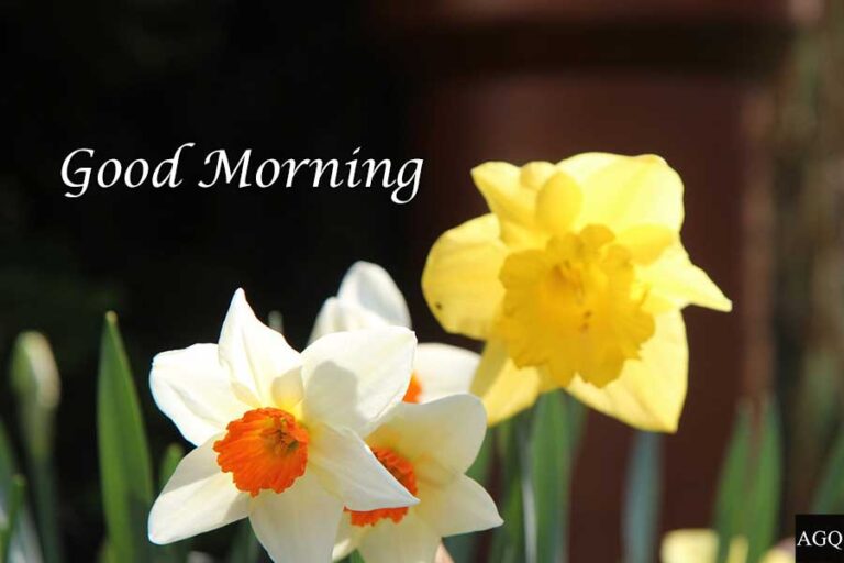 3Beautiful Good Morning Daffodils Images