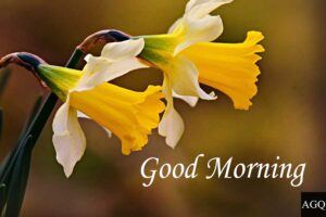 Good Morning Daffodils Images 3