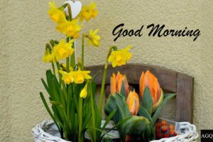 Good Morning Daffodils Images with Quotes
