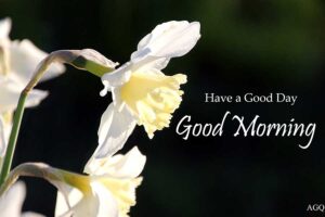 good morning daffodils flower images