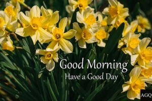good morning daffodils images
