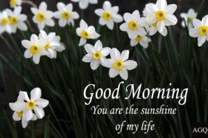 good morning daffodils images Free download