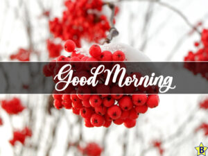 best good morning winter nature images