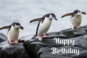 Happy Birthday Penguin Image 4