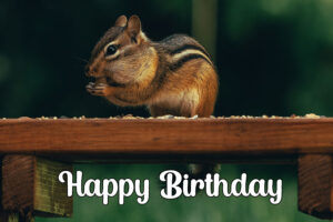 Happy Birthday Chipmunk Image