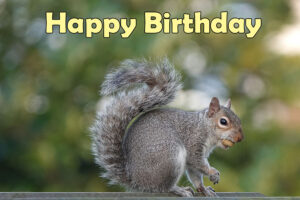 Happy Birthday Chipmunk Image HD