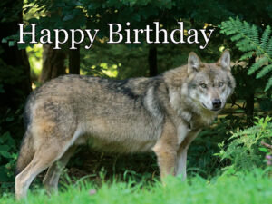 happy birthday wolf image 4