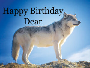 happy birthday wolf image 9