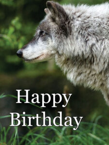 happy birthday wolf images