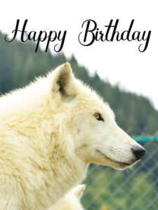 happy birthday wolf images for friends