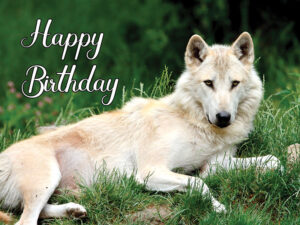 happy birthday wolf images free download